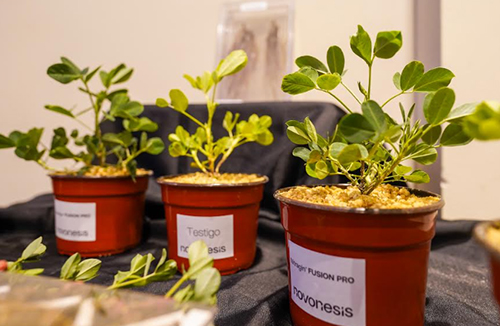 Biológicos: Nuevo inoculante para maní con dos bacterias en un mismo producto